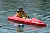 BurnFoundation > Champ Camp 2008: Fun at the Lake photo